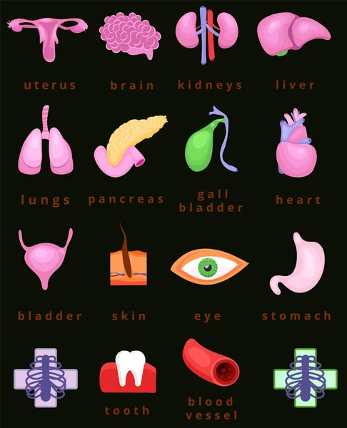 Organi del corpo umano — Vettoriale Stock