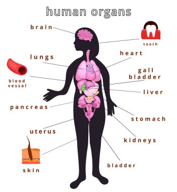 human body organs clipart