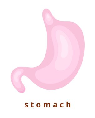 insan vücudu organı