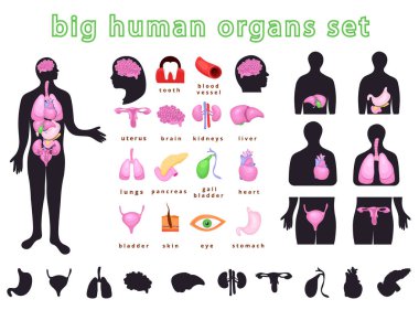 insan vücudunun organları