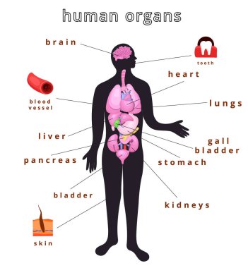 insan vücudunun organları