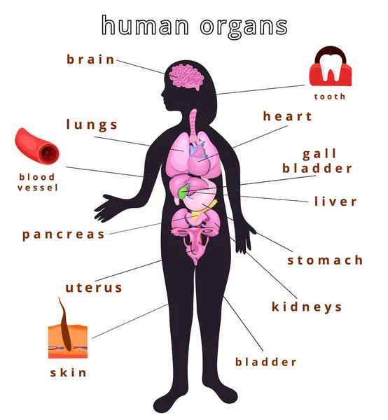 Insan vücudunun organları — Stok Vektör