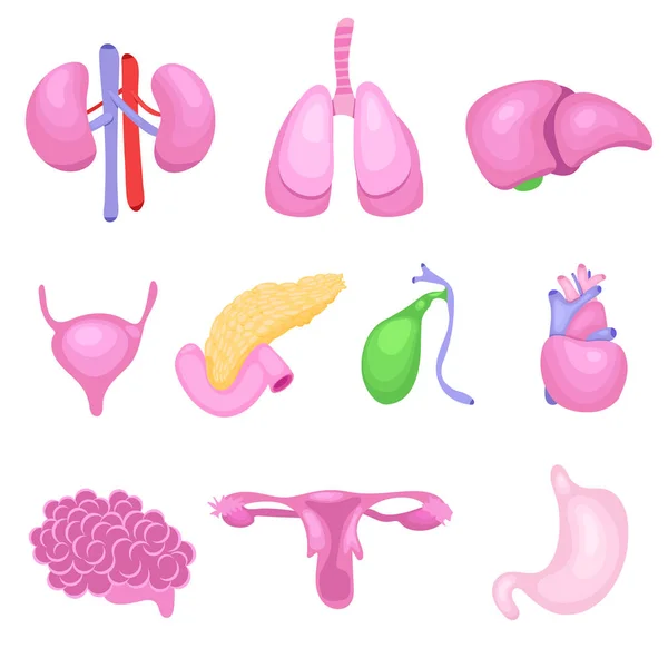 Human body organs — Stock Illustration Human body organs Royalty Free Stock Illustrations
