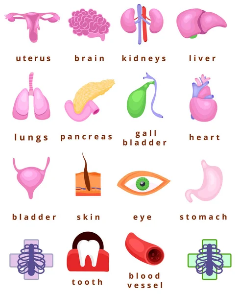 Human body organs — Stock Illustration Human body organs Royalty Free Stock Illustrations