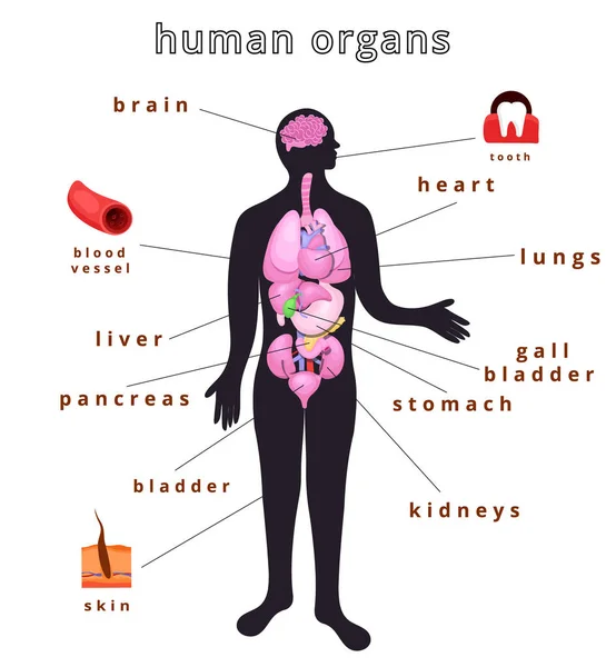 Body organs cartoon Vector Art Stock Images | Depositphotos