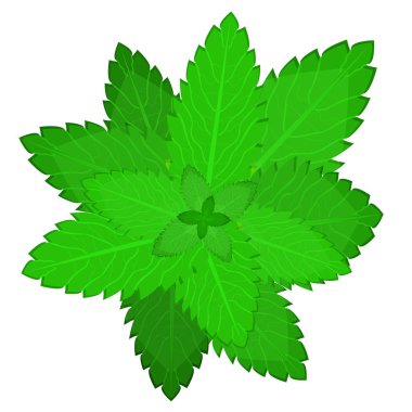 Taze nane yaprağı.