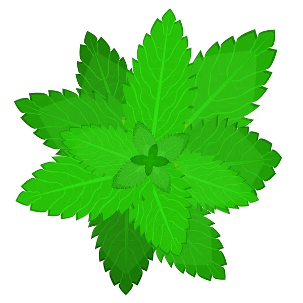 Mint — Stock Vector © matsiash 2189385