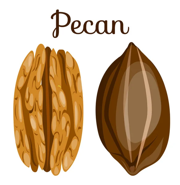 Set of nuts — Stock Vector