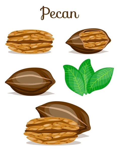 Set of nuts — Stock Vector