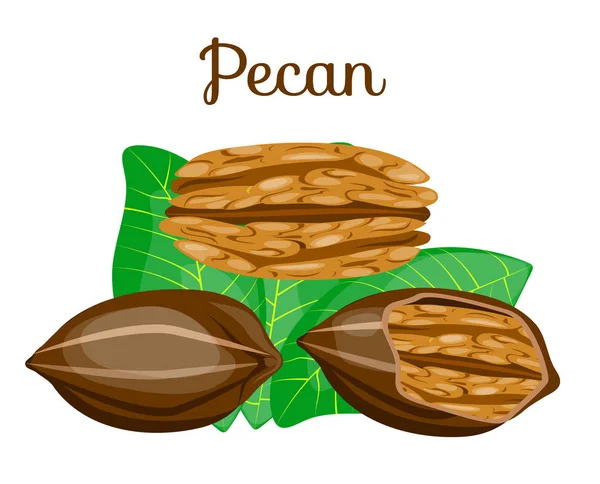 Set of nuts — Stock Vector