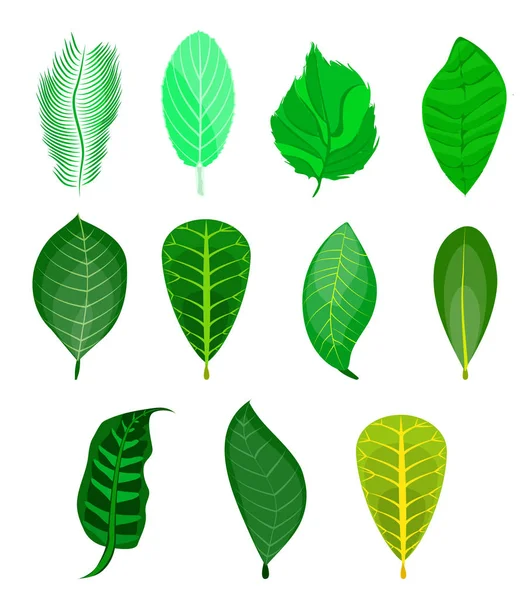 Verschiedene grüne Blätter — Stockvektor