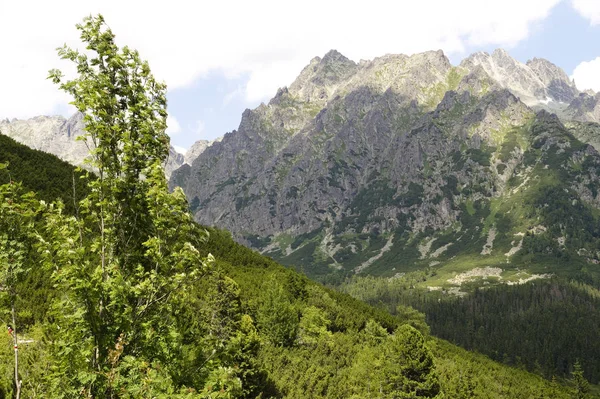 Kayalık tepeler ve yoğun ormanlarda Tatra Dağları, Slovakya.
