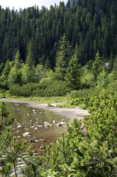 Göl Popradske pleso Tatra Dağları'nda sessiz kıyısında.