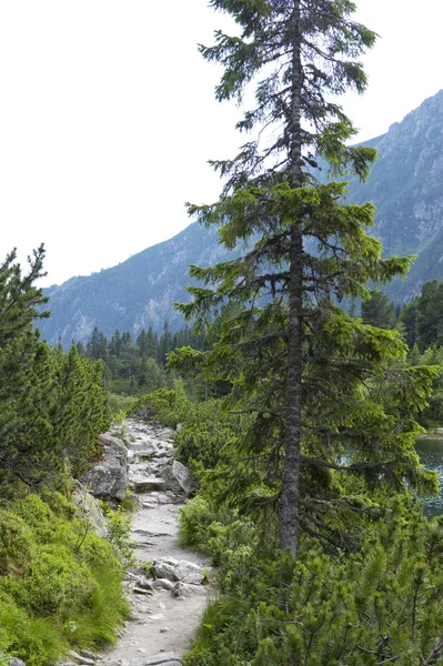 Pad Tatra Bergen Rond Popradske Pleso Slowakije — Stockfoto