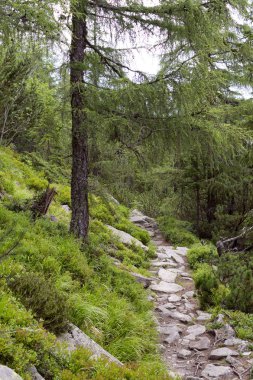 Orman yolu Tatra Dağları, Slovakya.