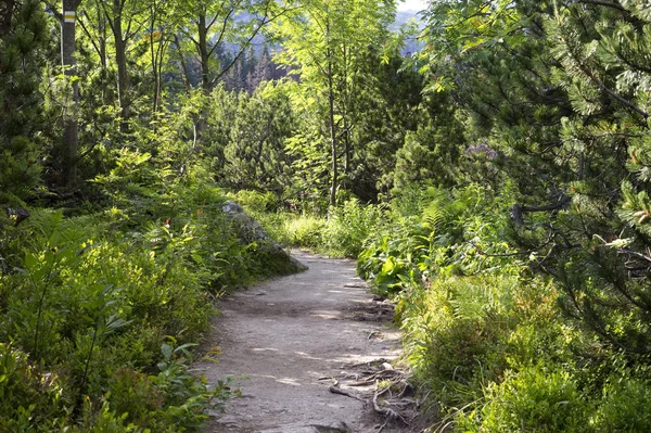 Pad Prachtige Natuur Van Tatra Bergen Slowakije — Stockfoto