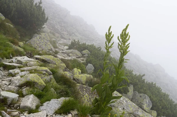 Rotsachtige Trail Naar Berg Velka Svistovka Mist Tatra Gebergte Slowakije — Stockfoto