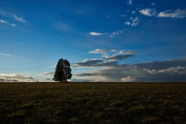 Çayır Günbatımında Ağacında Silüeti — Stok fotoğraf