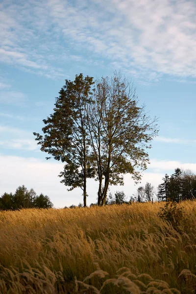 Małe Drzewa Łące Zachodzie Słońca Jesieni — Zdjęcie stockowe