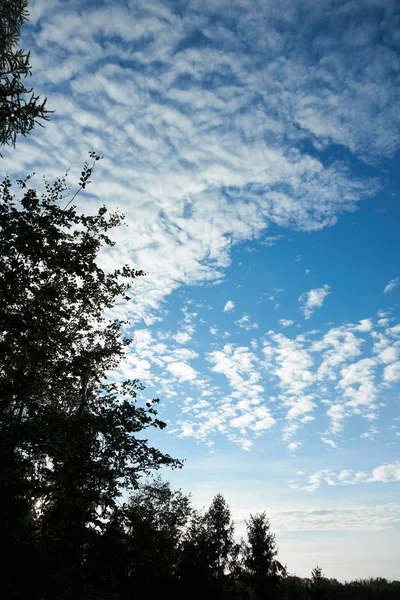 Zwarte Silhouet Van Bomen Bij Zonsondergang Mooie Wolken Aan Hemel Rechtenvrije Stockfoto's