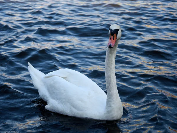 Witte Zwaan Zwemmen Donker Blauwe Rivier Rechtenvrije Stockafbeeldingen