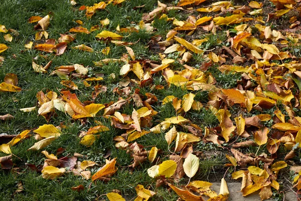 秋季背景与落叶在新鲜的绿草 — 图库照片