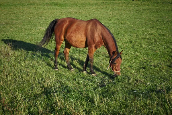 Bruin Paard Wei — Stockfoto