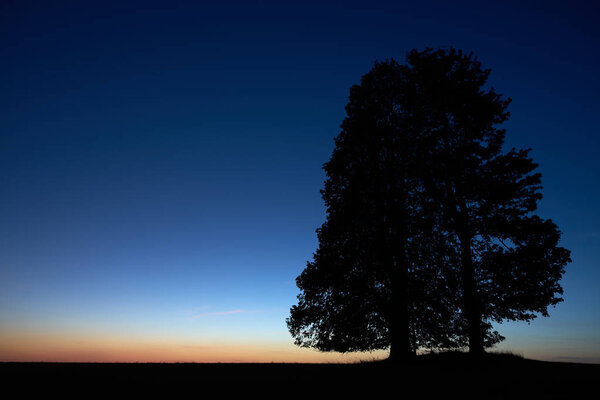 Black silhouette of the tree on the meadow after sunset, nice color sky