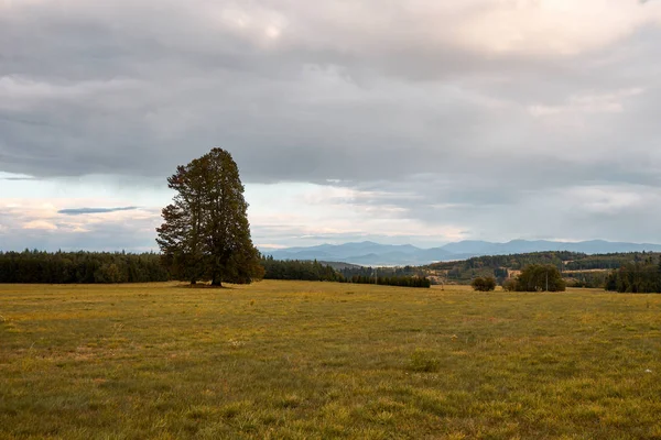 Česká Krajina Velký Strom Beskydské Hory Dálce Temné Mraky Obloze Stock Fotografie