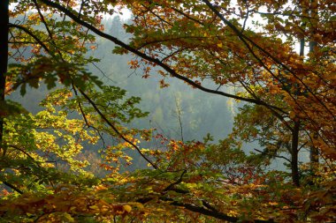 Güzel bir renk sonbahar yaprakları ile ağaç dalları ile göster