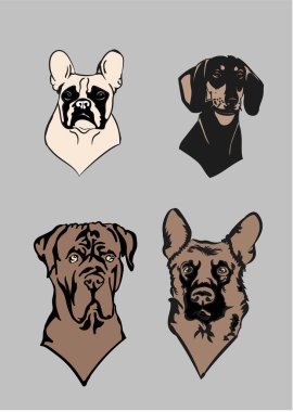 Sağlam bir arkaplanda dört köpek izole edilmiş.