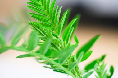 Yeşil yaprakların makro resmi