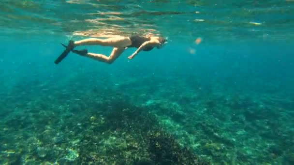 水下与浮潜在清澈的蓝色热带水域附近的彩色珊瑚礁斐济南太平洋的女性游泳 — 图库视频影像