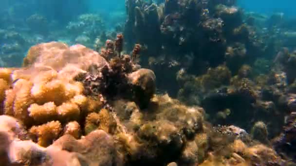 Luz Solar Natural Recife Coral Subaquático Vida Marinha Vista Peixes — Vídeo de Stock