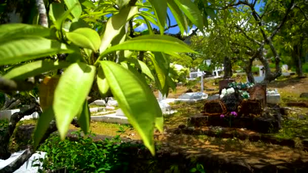 Marquesas Polinésia Francesa Março 2018 Gravestone Túmulo Paul Gauguin Famoso — Vídeo de Stock