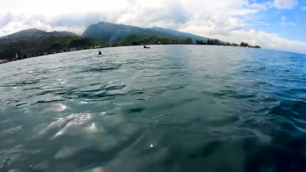 海豚在礁石上游泳热带南海珊瑚大溪地海洋生活观 — 图库视频影像