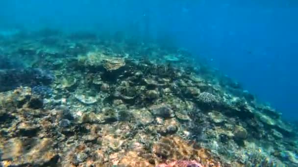 Tropische Südsee Korallenriff Unterwasserblick Der Meereslebewesen Fidschi Südpazifik Ozean — Stockvideo