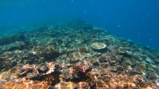 Pohled Podvodní Pestrobarevného Života Tropické Jižní Moře Korálovým Útesem Fidži — Stock video