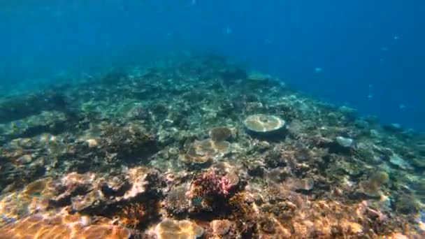 Vista Sulla Vita Marina Colorata Subacquea Della Barriera Corallina Tropicale — Video Stock