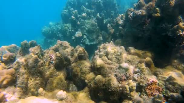 Bajo Vista Superficie Vida Marina Arrecife Tropical Coral Del Sur — Vídeo de stock