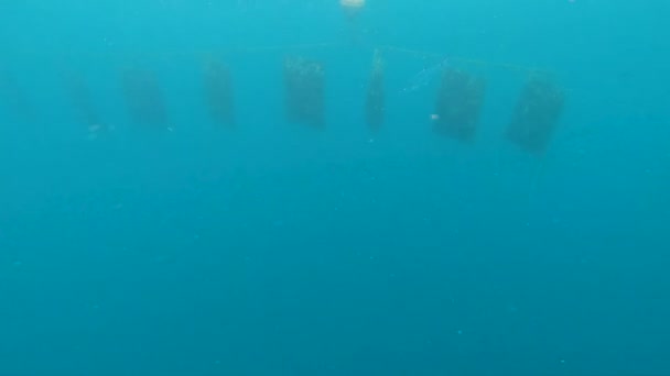 Oester Net Vallen Hieronder Het Oceaanoppervlak Cultiveren Groeien Parels Die — Stockvideo