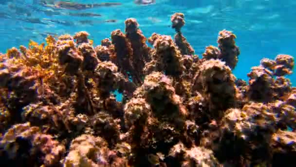 Surface View Marine Life Tropical South Sea Coral Reef Fiji — Stock Video