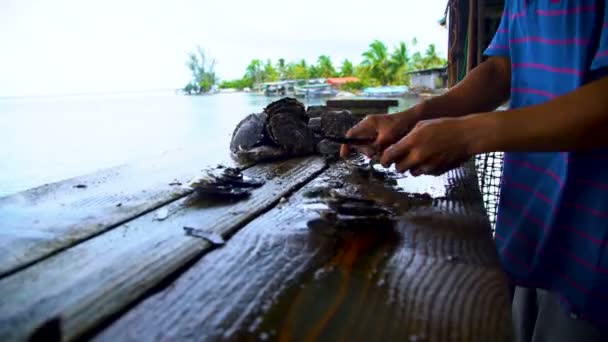 タハア ワーカーを抽出し 伝統文化と業界タヒチ南太平洋の島々 で真珠の養殖の準備のビュー — ストック動画