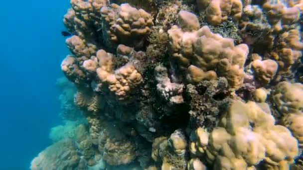 Natural Sunlight Underwater Coral Reef Marine Life View Fish Tropical — Stock Video