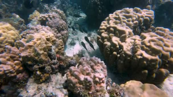 在海洋生物的表面观下 一热带南海珊瑚礁斐济太平洋 — 图库视频影像