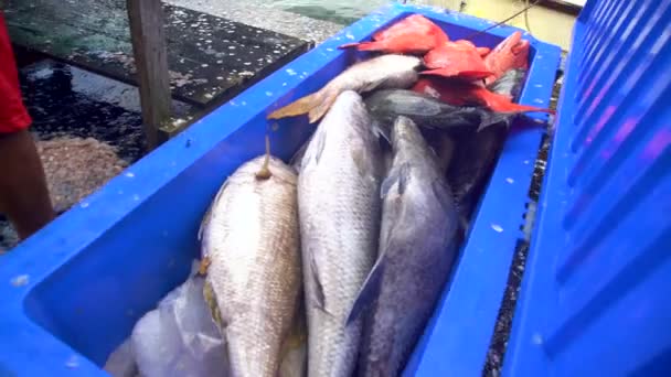 Blick Auf Den Südpazifik Dorf Männchen Reinigung Red Snapper Fisch — Stockvideo