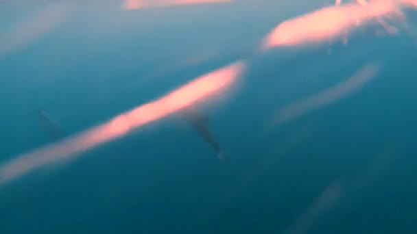 水下海豚在礁石上游泳热带南海珊瑚大溪地海洋生活观 — 图库视频影像