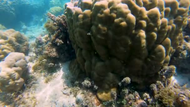 Natürliches Sonnenlicht Unterwasser Korallenriff Meereslebewesen Ansicht Der Fische Tropischen Südsee — Stockvideo