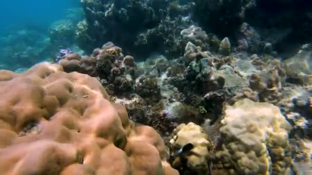 海底珊瑚礁海洋生活观热带南海珊瑚斐济太平洋 — 图库视频影像