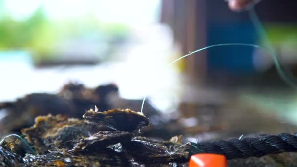 View Tahaa Worker Extracting Preparing Cultivation Pearls Traditional Culture Industry — Stock Video